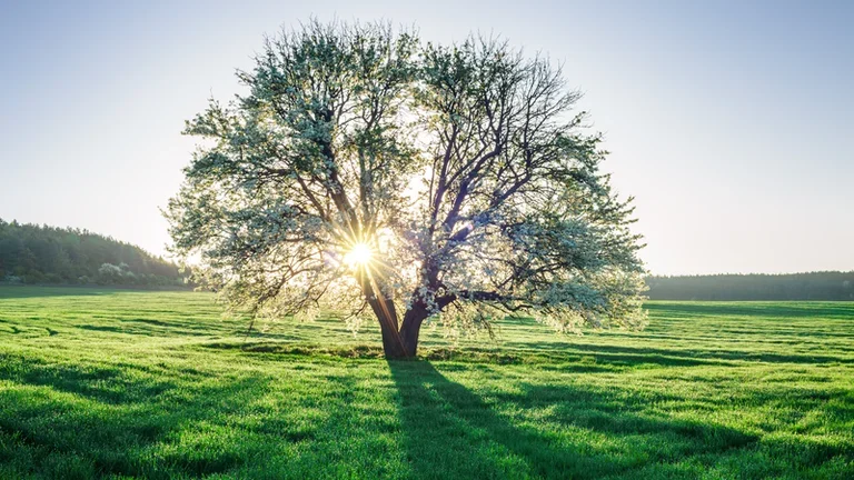 Champ de printemps